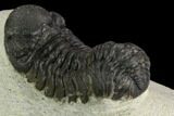 Bargain, Austerops Trilobite - Visible Eye Facets #119967-3